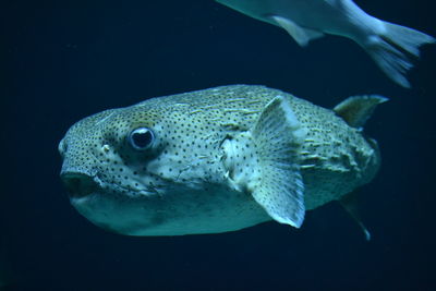 Close-up of fish swimming in sea