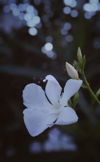 Close-up of white flowers