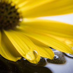 Close-up of yellow flowering plant