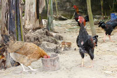 View of birds in a farm