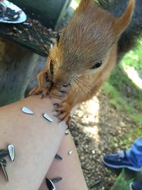 Close-up of hand eating squirrel