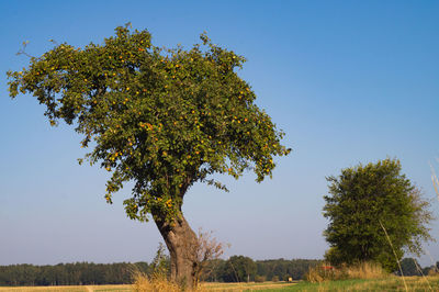 Tree on field against clear blue sky