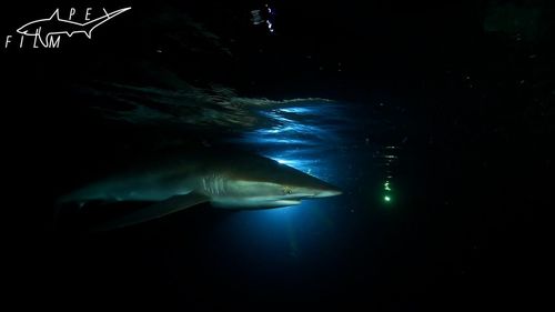 Fish swimming in sea