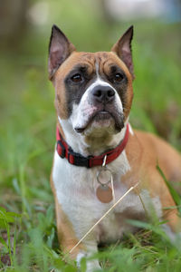 Portrait of dog on field