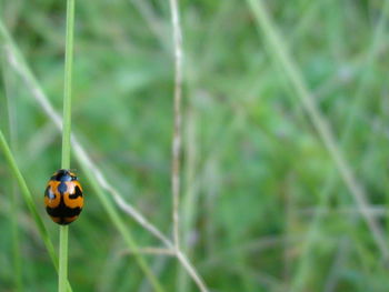 Close-up of ladybug on grass