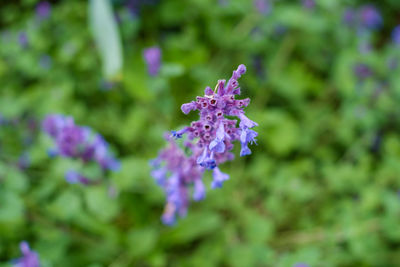 Close-up of purple flowering plant in park