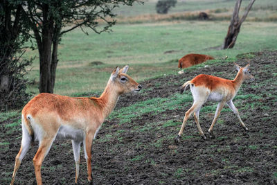 A deer standing in a herd in the wilderness