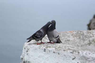 Close-up of bird perching on retaining wall by sea against sky