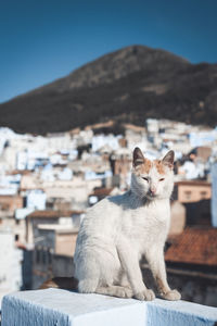 Cat sitting on a mountain against the sky