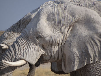 Close-up of elephant in namibia 