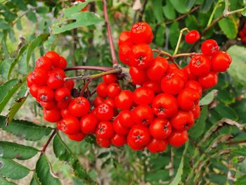 Close-up of red berries growing on plant