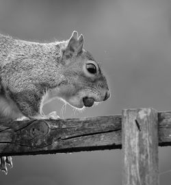 Close-up of squirrel on wood