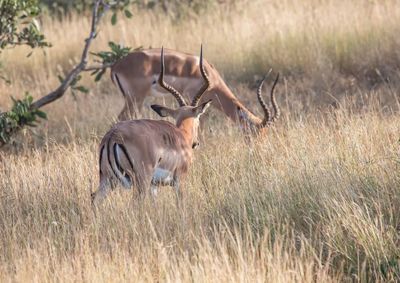 Deer in a field