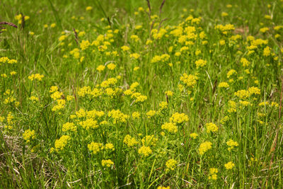 Full frame shot of yellow flowering plants on field