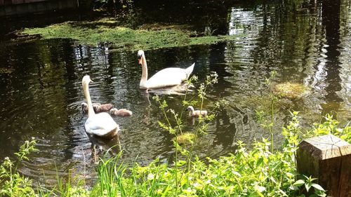 Birds on calm lake