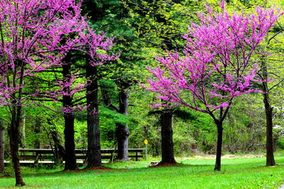 Purple trees in park