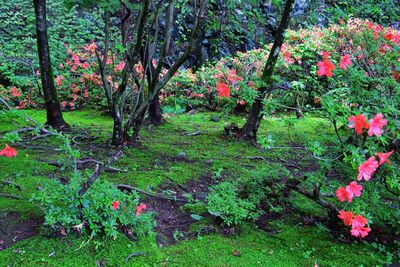 View of flowering plants and trees in forest