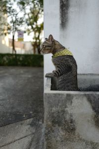 Cat sitting on retaining wall