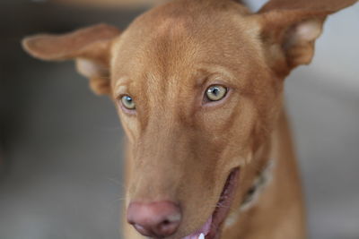 Close-up portrait of dog