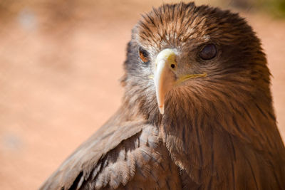 Close-up portrait of eagle