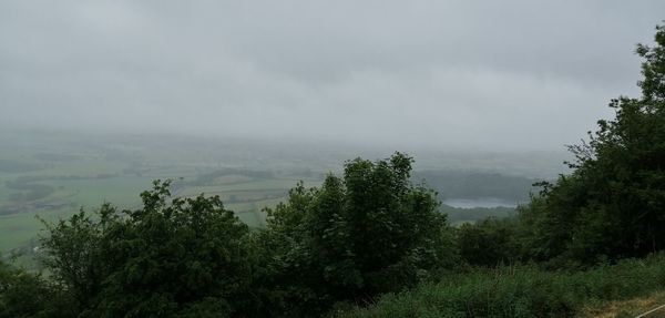 Scenic view of forest against sky