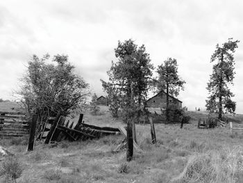 Trees on field against cloudy sky