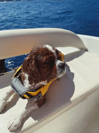 Cavalier kings charles in a boat