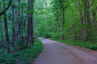 Road amidst trees in forest