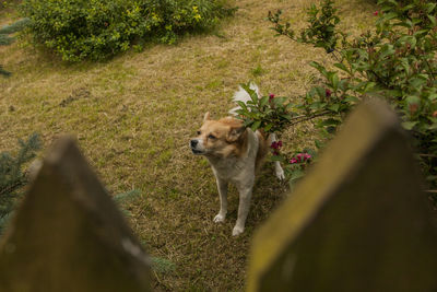 View of a dog on field