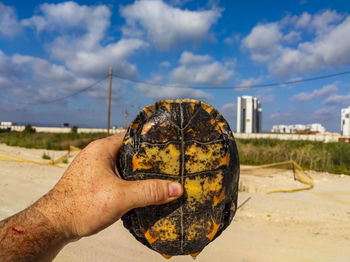 Close-up of a turtle that i rescued from a 6m deep waterhole in a construction site