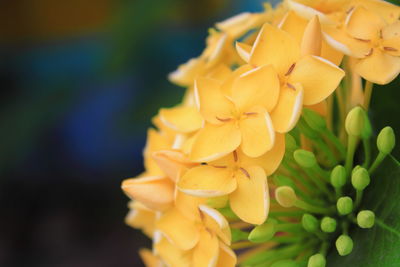 Close-up of yellow flowering plant in park