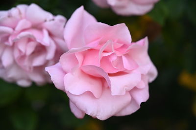 Close-up of pink rose