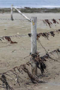 Close-up of driftwood on wooden post at beach