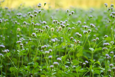 Close-up of plants growing on field