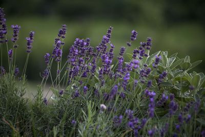 Close-up of purple flowering plants on field