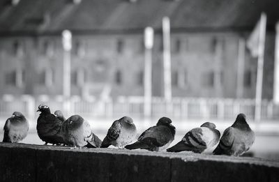 Close-up of bird perching on wall