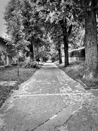 Trees in park