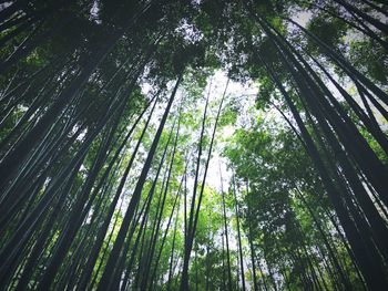 Low angle view of bamboo trees in forest