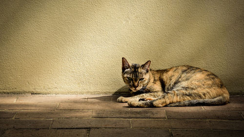 Portrait of cat lying on floor against wall