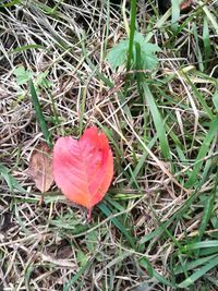 High angle view of red leaf on grass