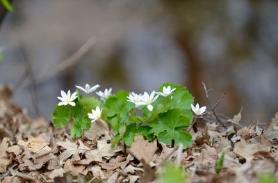 Close-up of white flowers