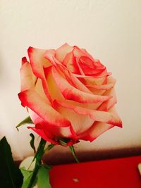 Close-up of red rose over white background