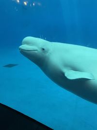 animal wildlife
