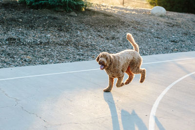 A happy labradoodle runs on the cement court during golden hour