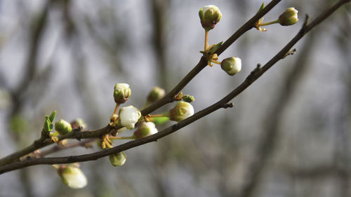 Close-up of buds on branch