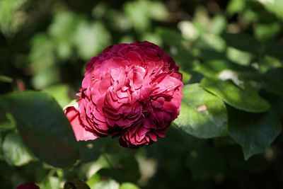 Close-up of pink rose