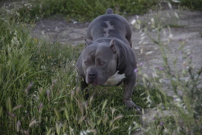 Dog on field