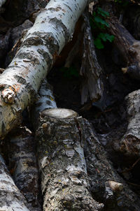 Close-up of tree trunk in forest