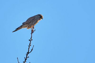 Low angle view of eagle perching on tree against sky