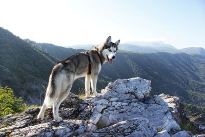 Dog on rock against mountains